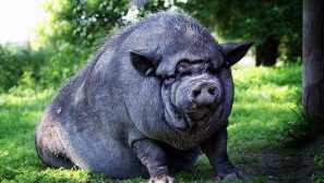 Vietnamské prasiatok